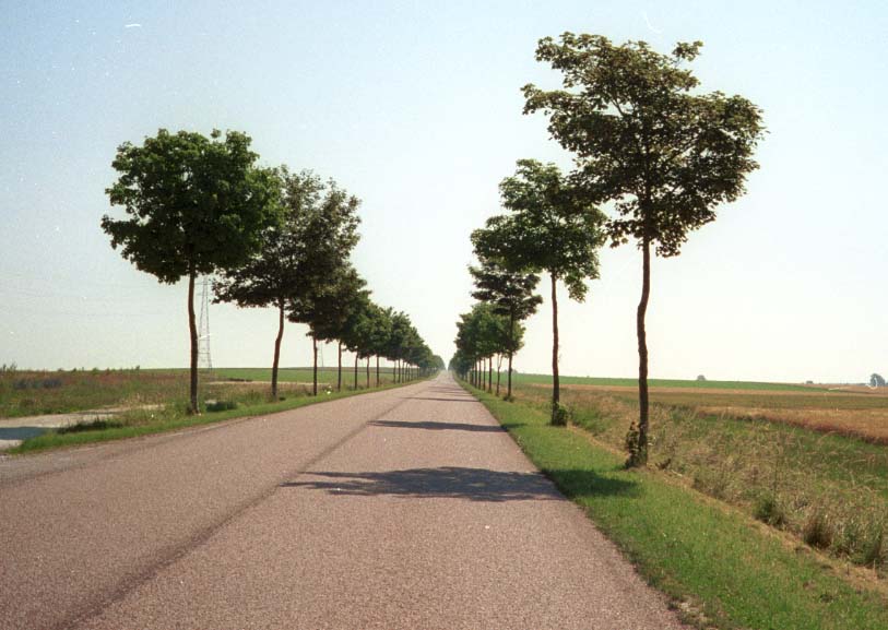 arbres en bordure de chaussée