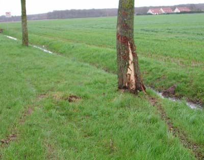 choc latéral arbre